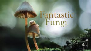 Fantastic-Fungi-(2019)-uk