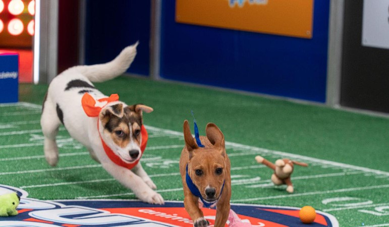 watch-puppy-bowl-on-discovery-plus