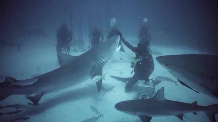 Expedition-Unknown-Shark-Trek-in-Netherlands